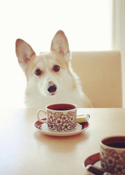 Собаки пьют чай. Чашки для собак. Собака с кофе. Собачка с чашкой кофе. Собака и чай.